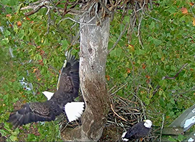 EagleCam - National Conservation Training Center - Camera #1