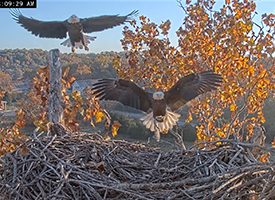 EagleCam - National Conservation Training Center - Camera #2