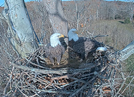 EagleCam - National Conservation Training Center - Camera #3