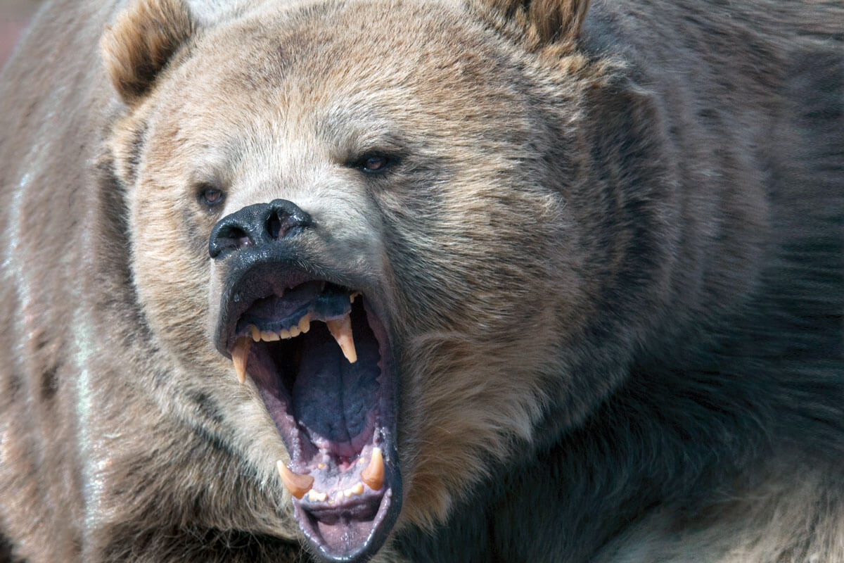 Charged: Be Prepared for Bear Attacks 