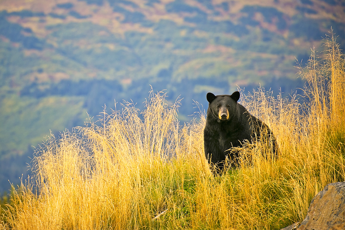 How To Be Successful Hunting Black Bear