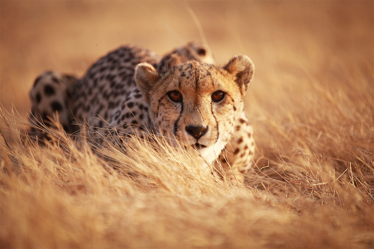 You Need To Know The Truth About Cheetah Relocation