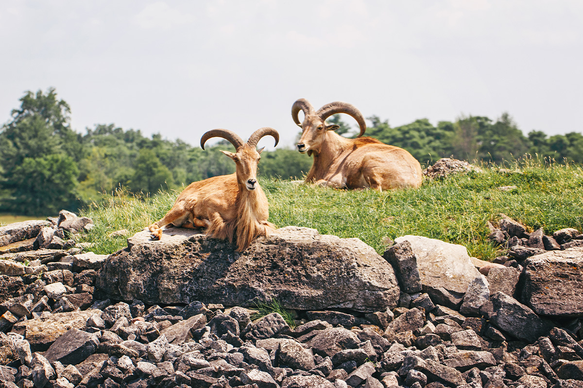 How To Tap Into Hidden Opportunities For Free-Range Aoudad