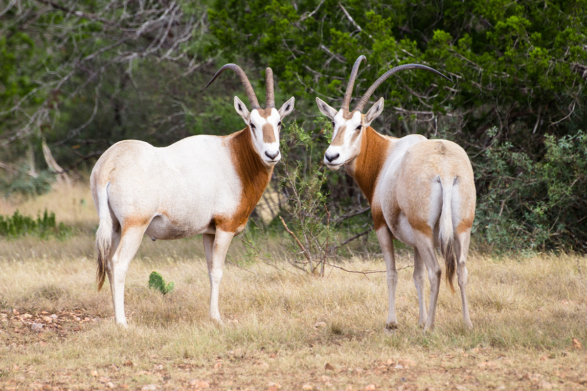 How To Choose The Right Gear For Scimitar Oryx