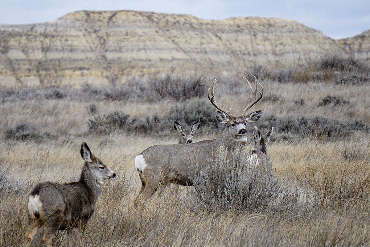 Deer Hunting Opportunities On The Right Side Of Montana - Petersen's ...