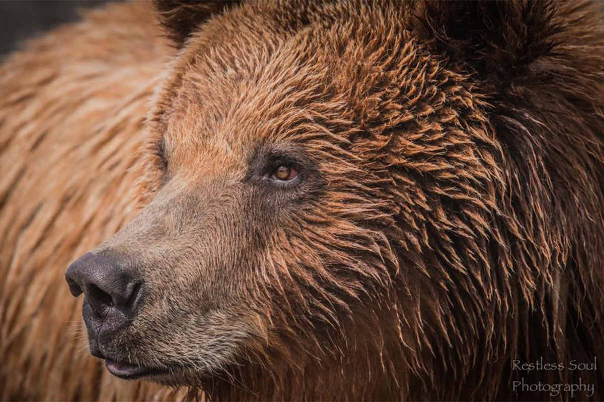 Montana Hunter Kills Grizzly in Self Defense For Survival