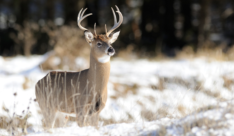 Quebec-Whitetail-Deer.jpg