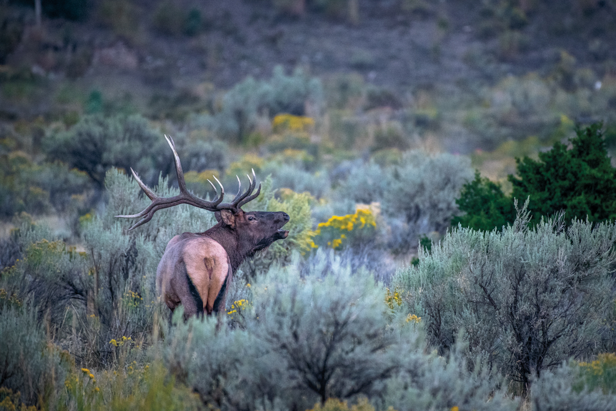 7 Tips to Consistently Find Success in the Elk Woods
