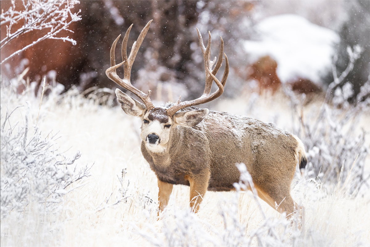 State Of The Union For Mule Deer Across The West Petersen s Hunting