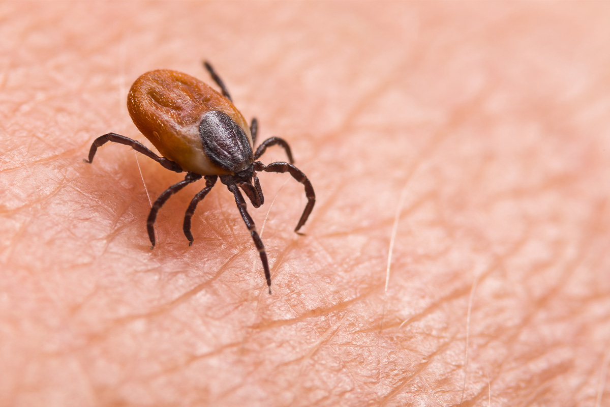 Get In The Know & Get Prepared For Spring/Summer Ticks