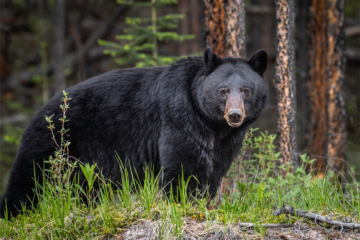 Six Sure Fire Tips to Fill Your Bear Tag This Season