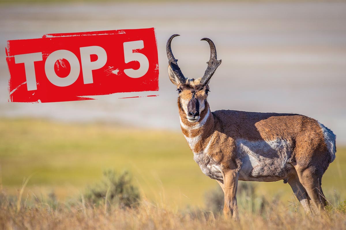 Top Five Cartridges for Pronghorn Antelope