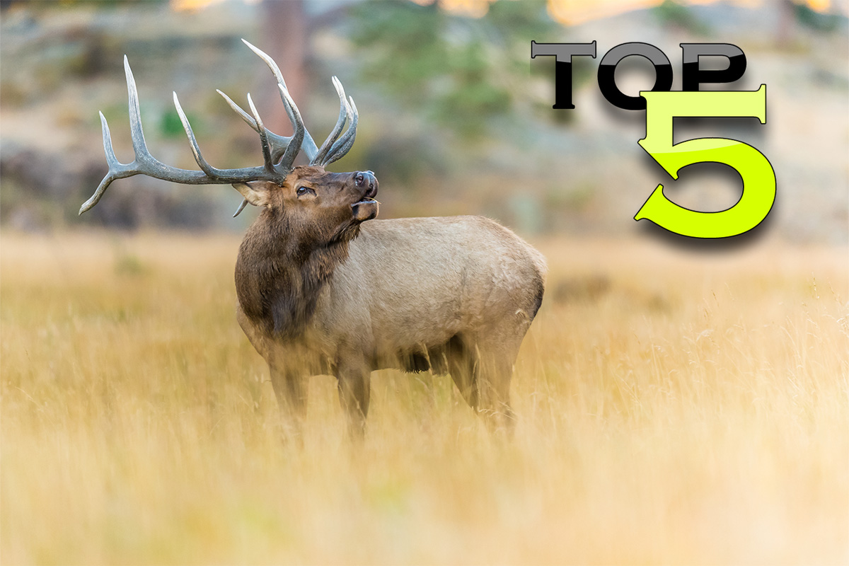 Top 5 Rifle Cartridges for Elk