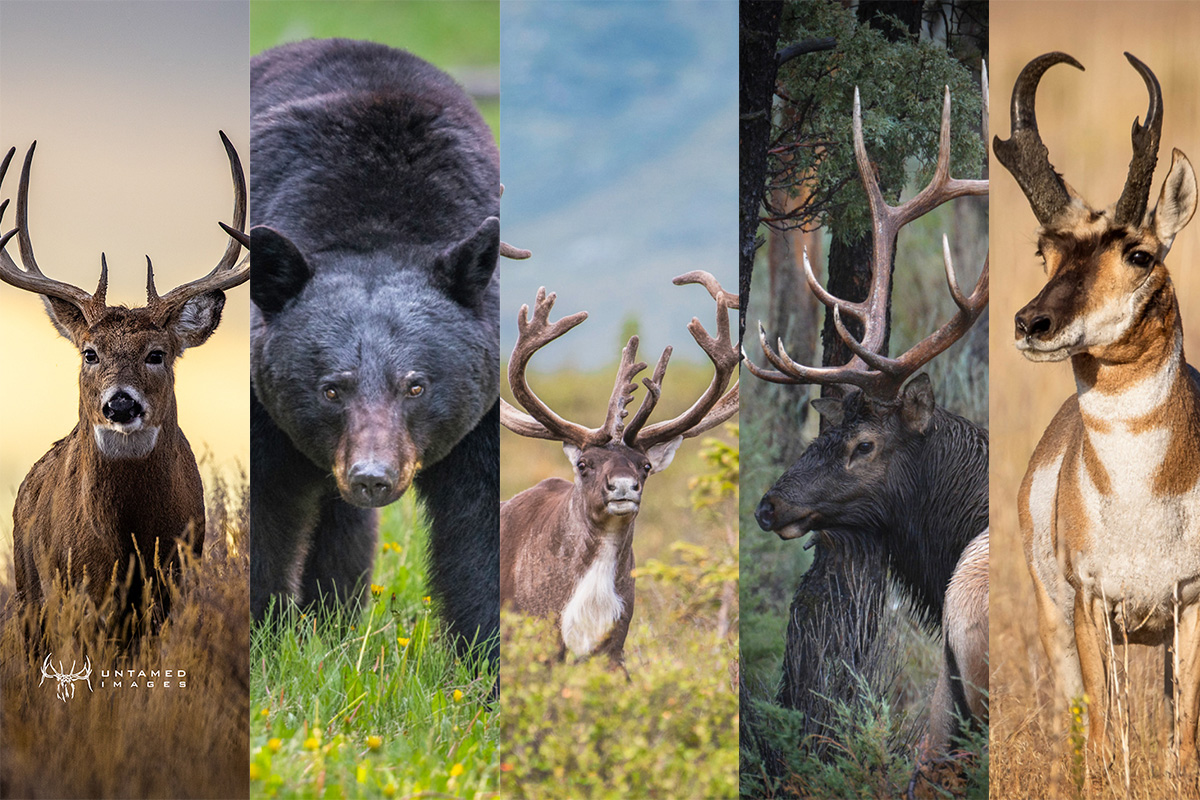 5 Over-The-Counter Hunts You Can Do This Year