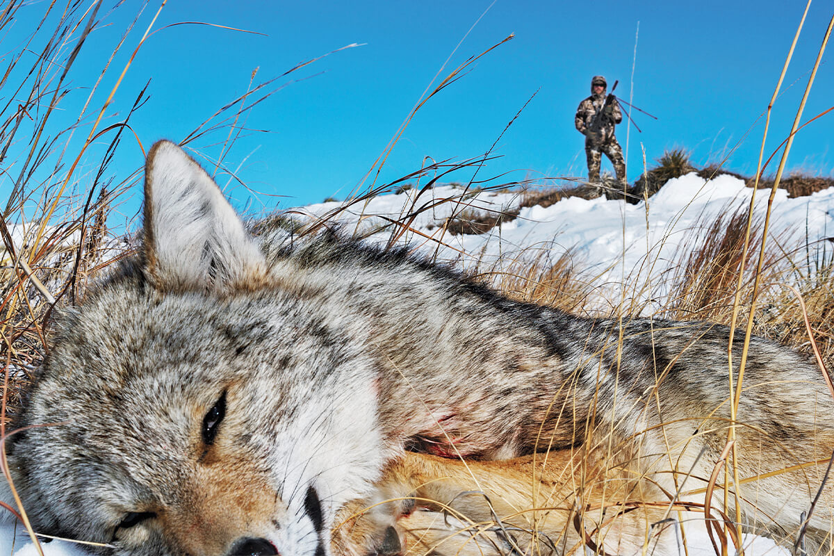 The Best Coyote Hunting Cartridges 