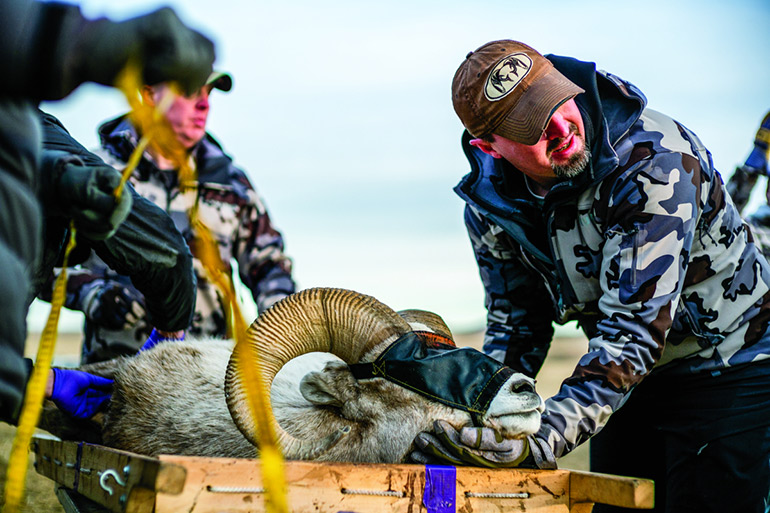 blindfolded bighorn sheep getting vet examination