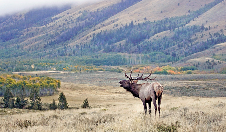 The Best Units for Hunting Elk, Mule Deer & Antelope