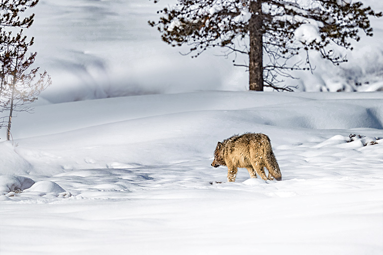 coyote walking in snow