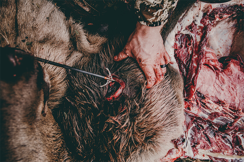 Elk Hunting: DIY or Fully Guided?
