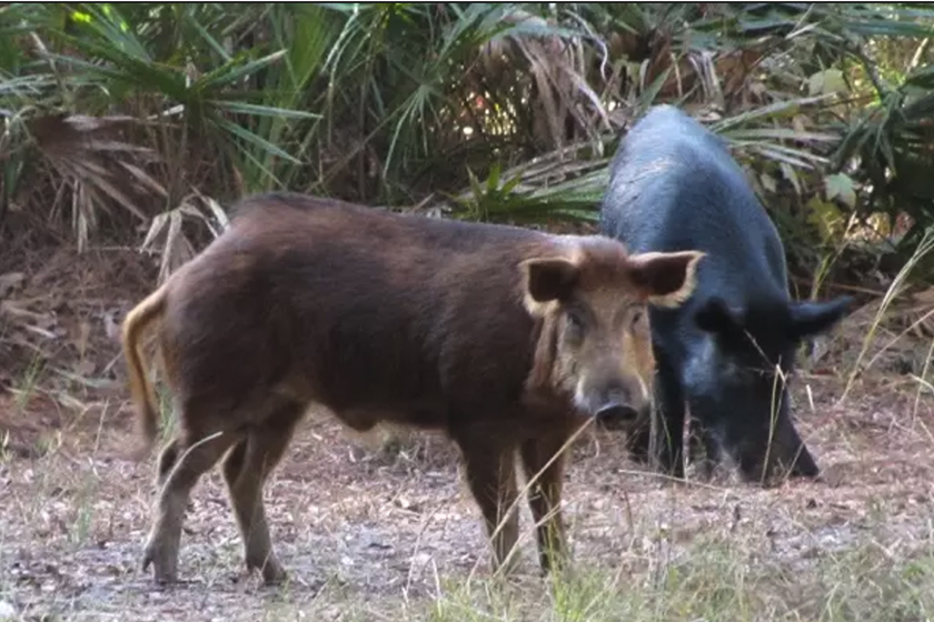 New Opportunities for Deer And Wild Hog Hunts Open At Loxahatchee NWR, Florida