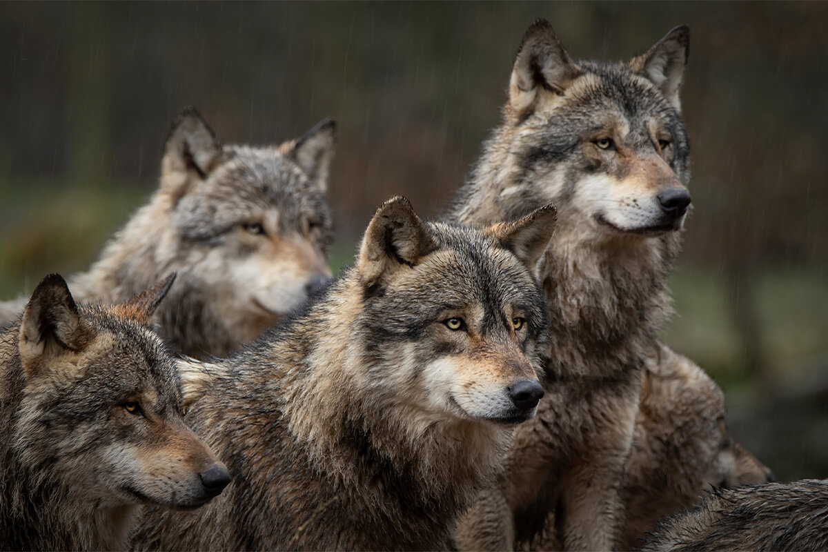 The Wolf Wars Continue: Wolves are Relisted in the Lower 48
