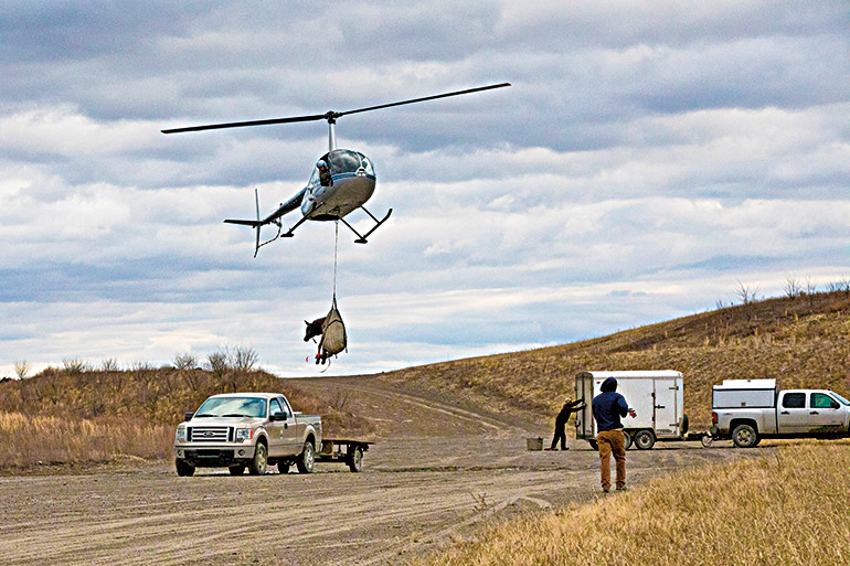 helicopter lifting elk