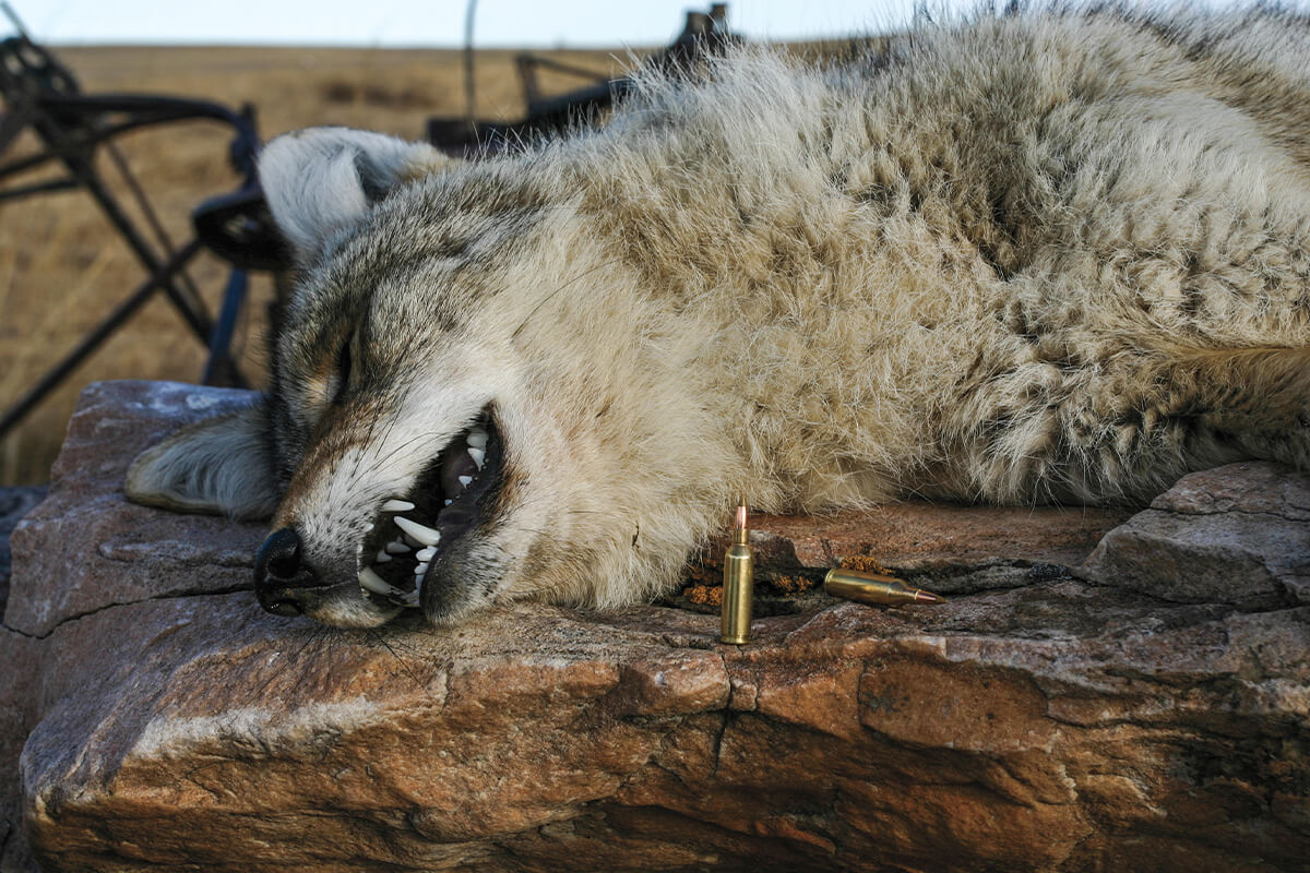Predator Hunting with .17 Caliber Rifle: Pros and Cons