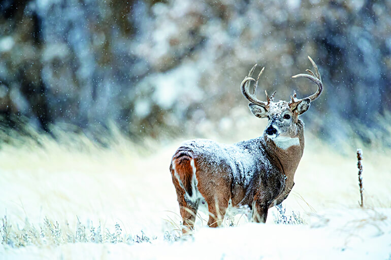 The Latest Late-Season Whitetail Hunts