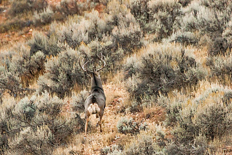 mule deer buck walking away in brush