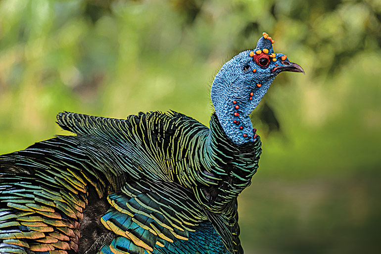 closeup of ocellated gobbler