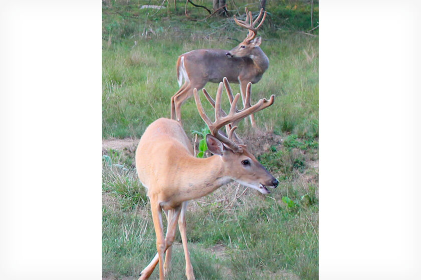 Overlooked Public-Land Deer Hunting Programs