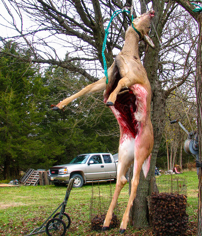 rigor mortis importance hanging deer head up