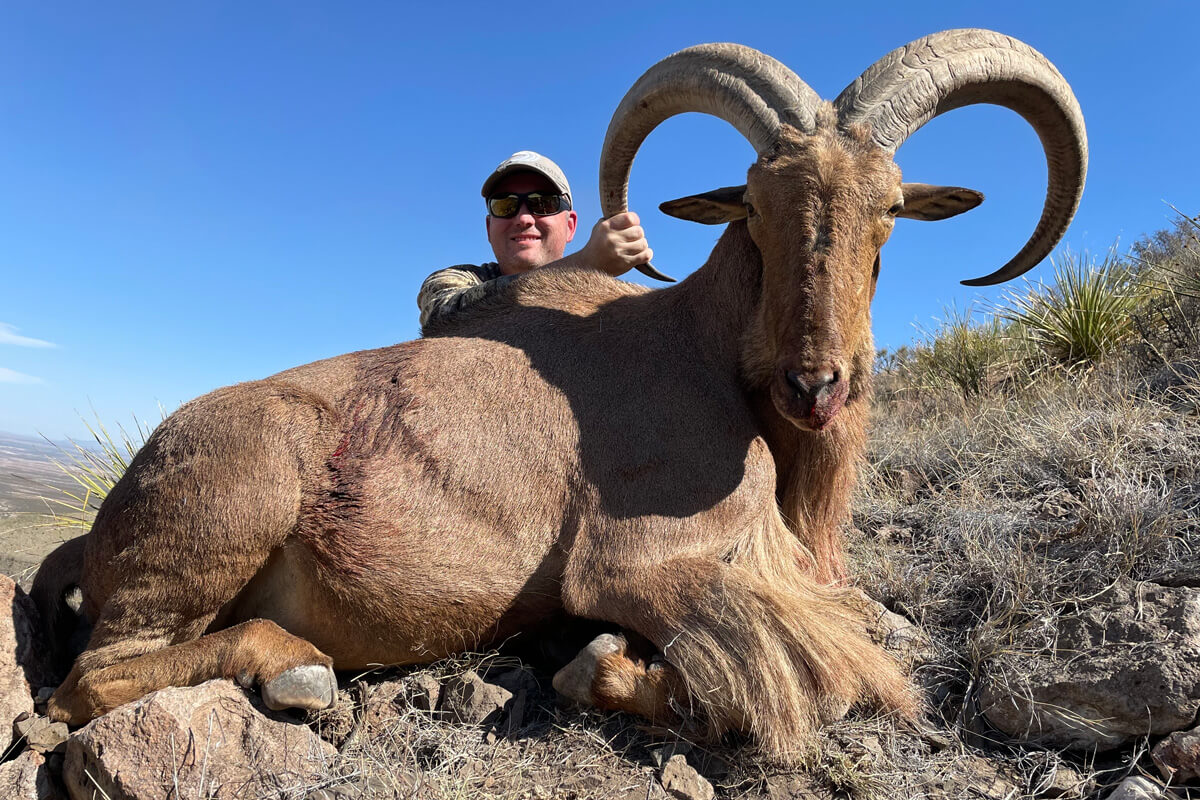 Hunting Trophy Aoudad in Wild West Texas