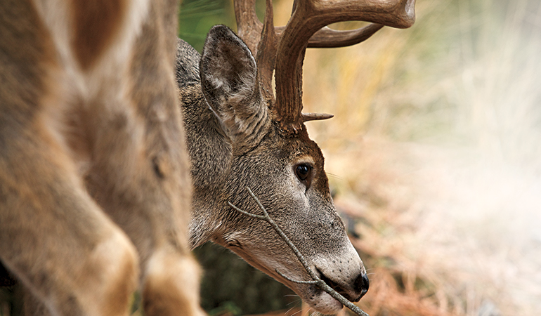 Trees That Attract Big Bucks