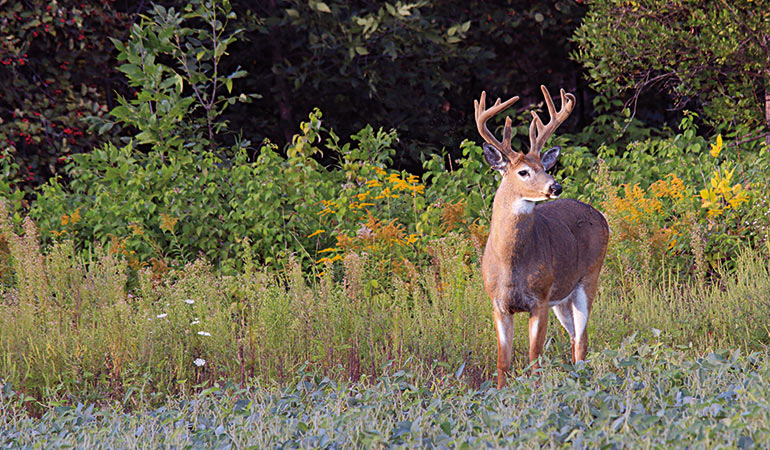 How to Supplement Antler Growth with Food Plots