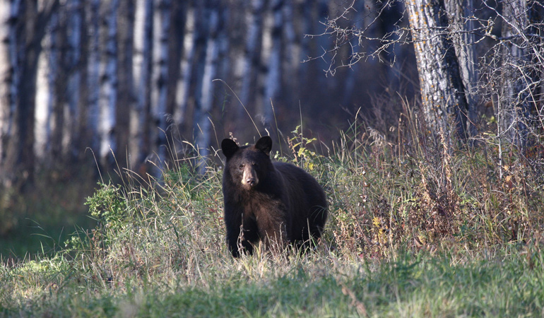 Saskatchewan-Tourism-Black-Bear.jpg