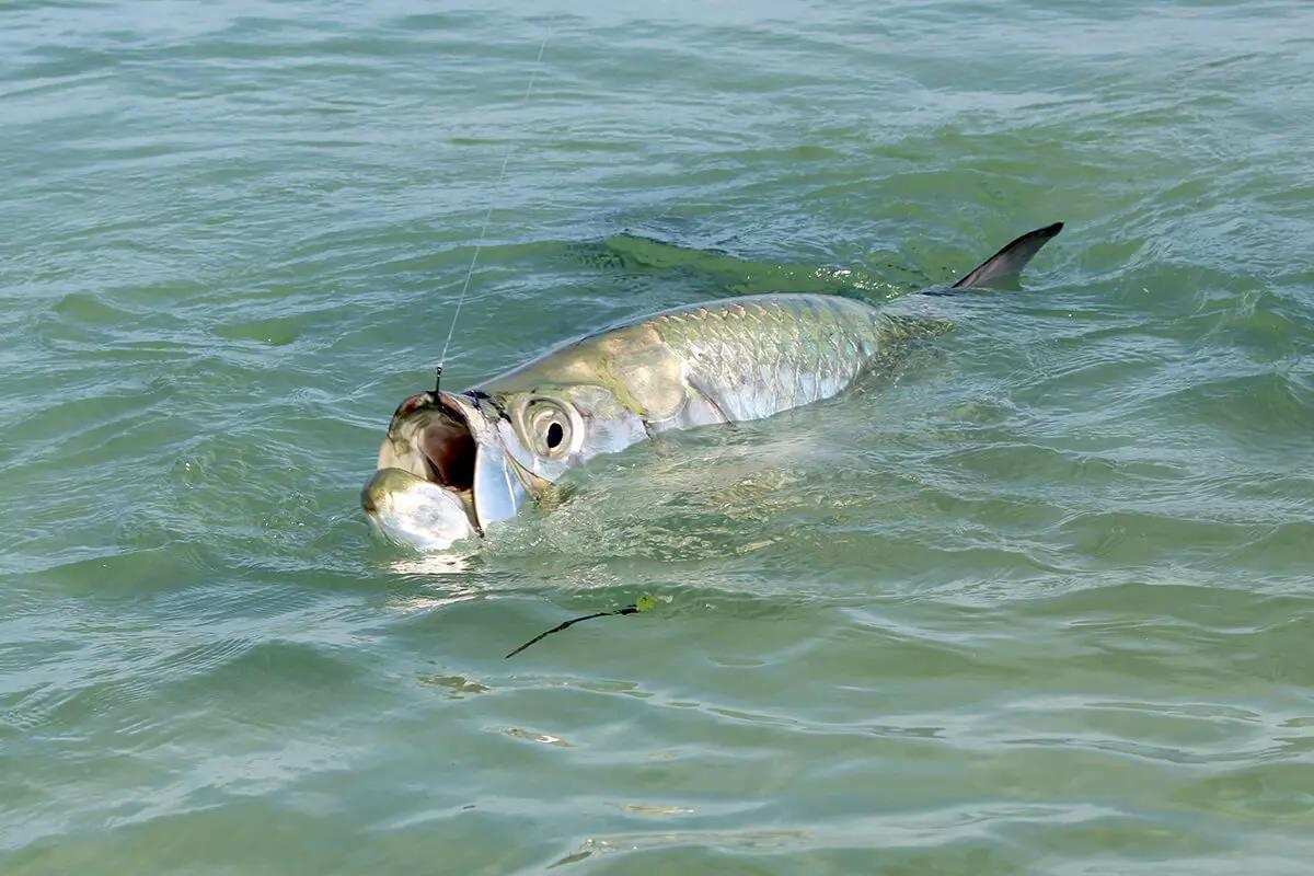 10 Most Impressive Fish Species to Catch in Florida - Florida Sportsman