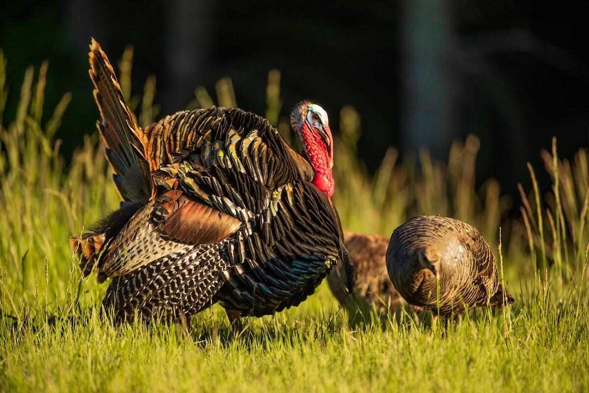 10 Questions and Answers for Turkey Hunting Newbies