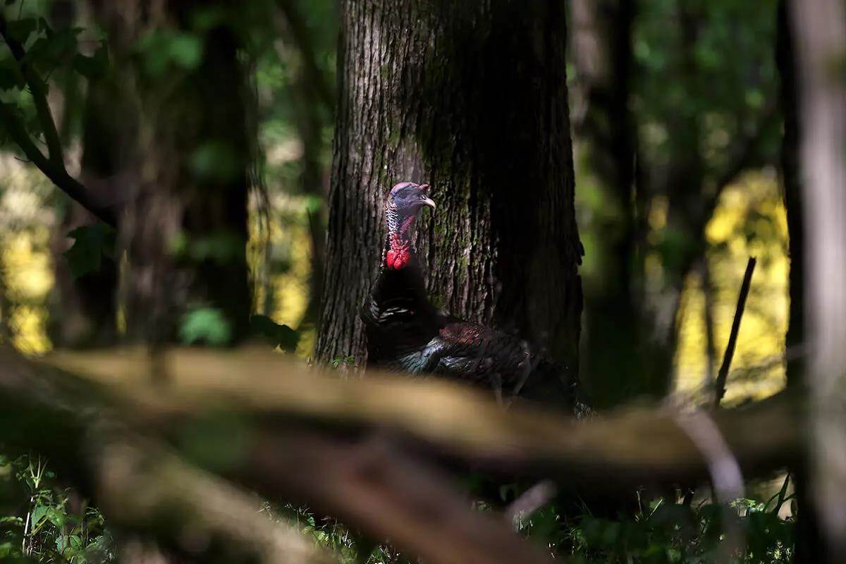 turkey being called