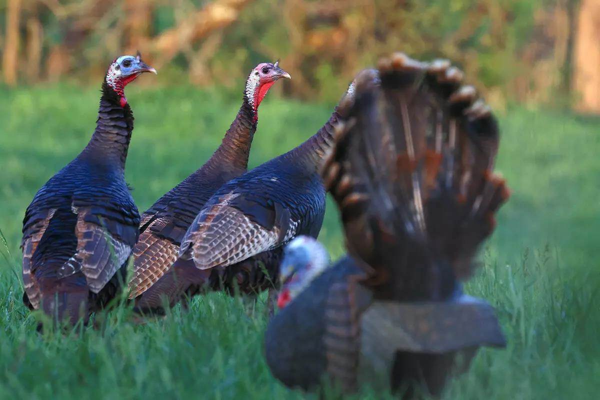 turkey body language