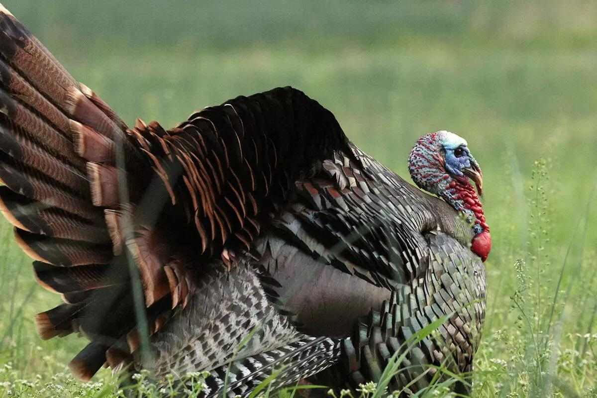turkey