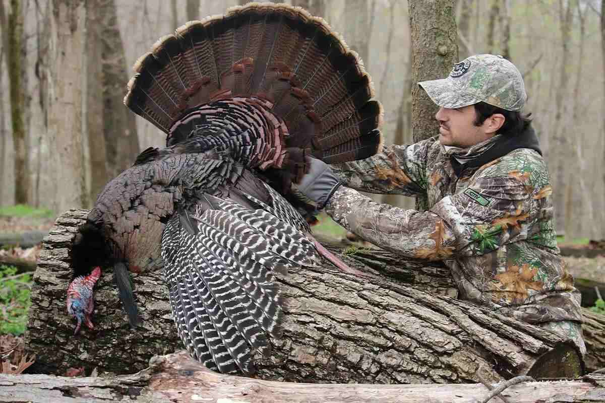 15 Great Turkey Hunting Habits and Traits - Petersen's Hunting