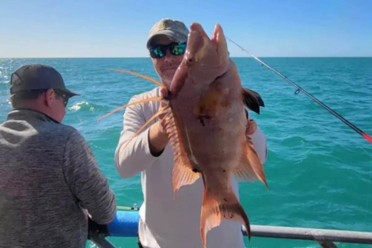 Hogfish held by angler with ocean in background.