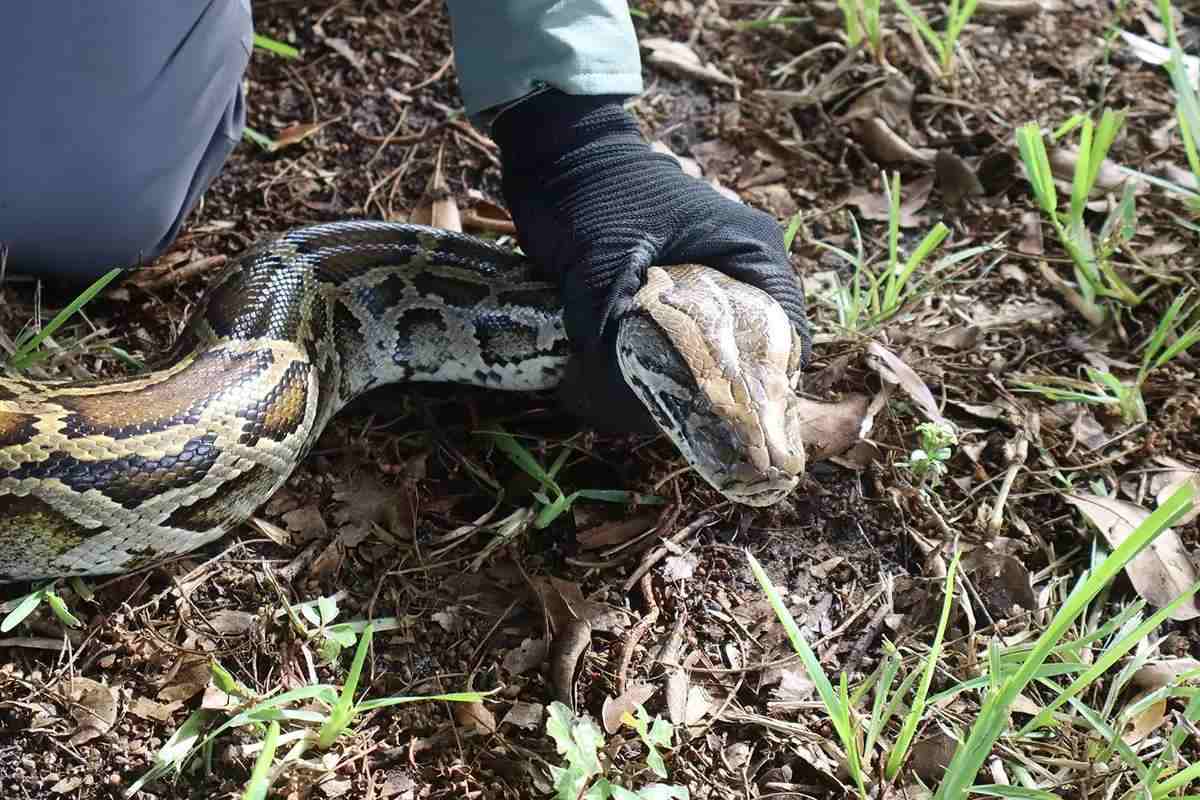 One Hunter, 96 Pythons: The 2026 Python Challenge Winner - Florida Sportsman
