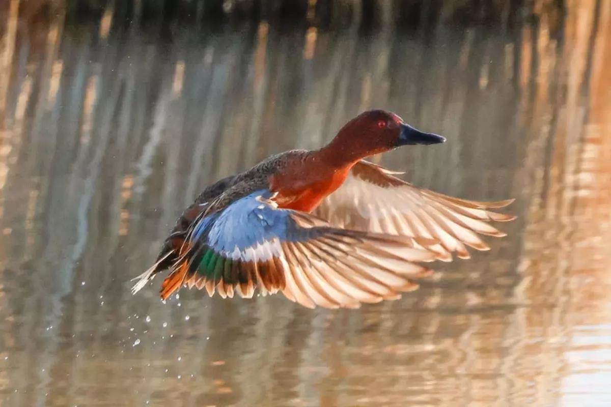 Breaking Down the North Dakota Waterfowl Survey - Wildfowl
