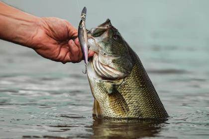 Bass - Jigs, Rigs, Baits, Lures & Locations - In-Fisherman