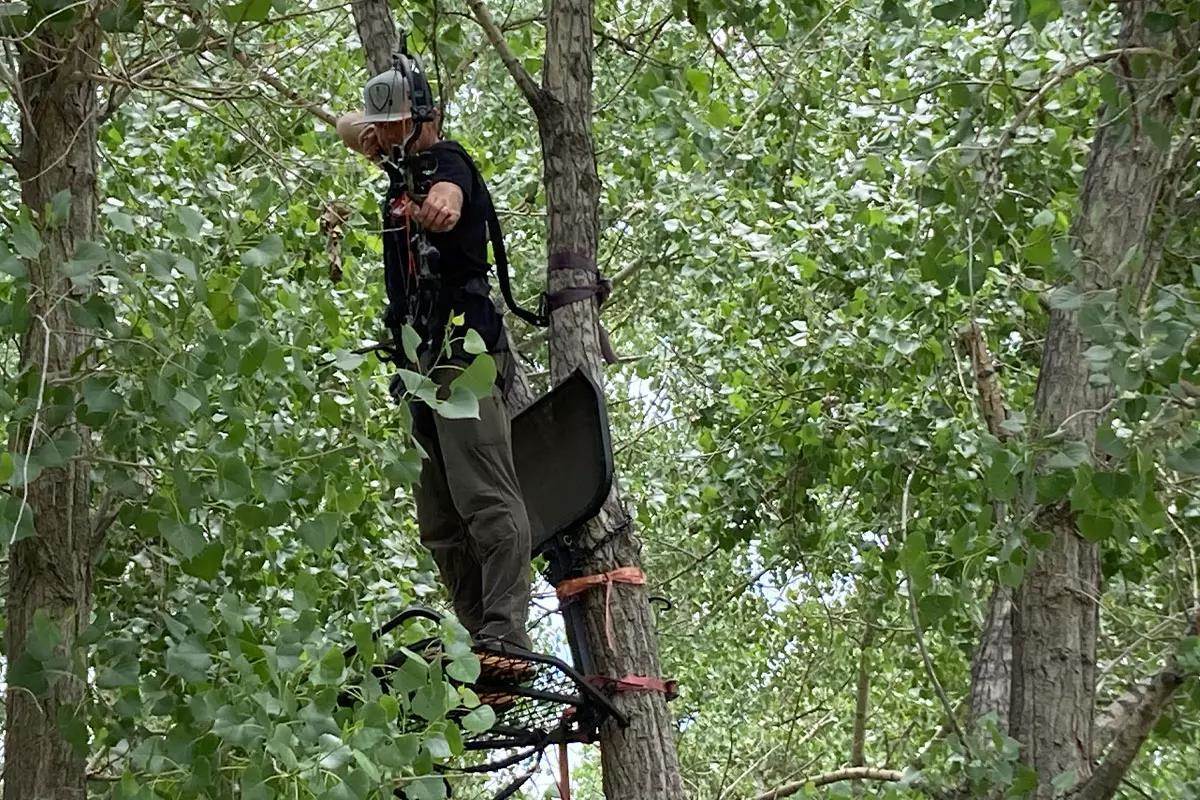 Bowhunter in tree stand