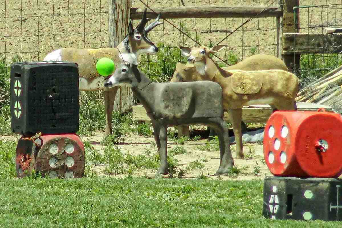 various archery targets with balloons on the vitals
