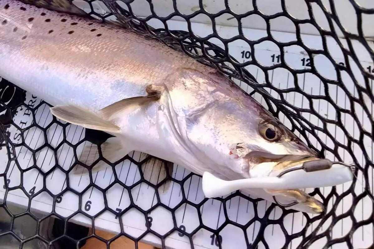 5 Best Lures & Rigs for Seatrout Through the Seasons - Florida