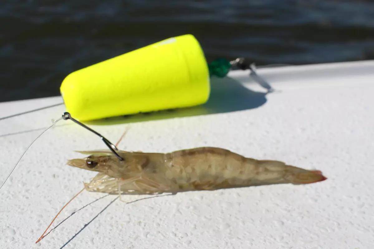 How To Use Live Shrimp Under A Popping Cork (On A Windy Day)